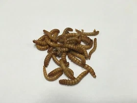 Live Mealworms  (1k -10k All Sizes) -- Free Shipping-- Perfect for Bluebirds