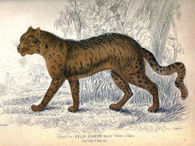 10655.Decoration Poster.Home Room wall.Vintage Art print design.Wild cat Jaguar