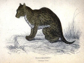 10652.Decoration Poster.Home Room wall.Vintage Art print design.Wild cat
