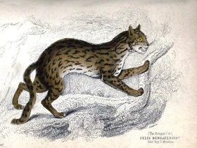 10657.Decoration Poster.Home Room wall.Vintage Art print design.Wild cat Leopard