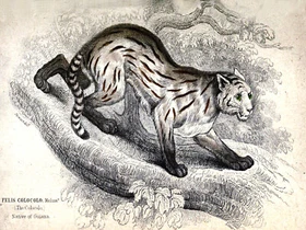 10650.Decoration Poster.Home Room wall.Vintage Art print design.Wild cat.Colocol