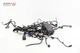 2015 - 2016 MASERATI GHIBLI ENGINE BAY WIRE WIRING HARNESS W/ FUSE BOX OEM