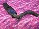 02-05 2002-2005 Dodge Ram 1500 4.7 Transmission Control Module 56028585 PLUG