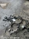 ENGINE WIRE HARNESS OEM 2019 CHEVROLET SILVRDO15