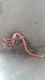 BMW 5 E60 E61 2005 Diesel Fuse Box Complete 690661901 WES7377