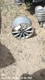 WHEEL/RIM ONLY OEM 14-16 A4 AUDI 8K0601025BQ