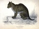 10652.Decoration Poster.Home Room wall.Vintage Art print design.Wild cat
