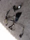 2006-2010 Mazda 5 Driver Front Left Door Wiring Harness CC4367190C