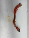 20-24 TESLA 3 Y REAR DRIVE UNIT HIGH VOLTAGE HARNESS 1109000-00-D N-38052 B105