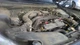 Used Engine Control Module (ECM) fits: 2015 Subaru Legacy Electronic Control Mod