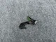 REAR LEVEL SENSOR HIGHT 4H0941310 PORSCHE MACAN (2015-2022) OEM