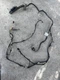 2011-2016 Mini Cooper Countryman R60 REAR LEFT Door Wire Harness OEM .