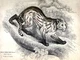 10650.Decoration Poster.Home Room wall.Vintage Art print design.Wild cat.Colocol