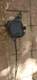01-03 TOYOTA HIGHLANDER RX300 CRUISE CONTROL MODULE SERVO 6 CYLINDER W/CABLE CCM